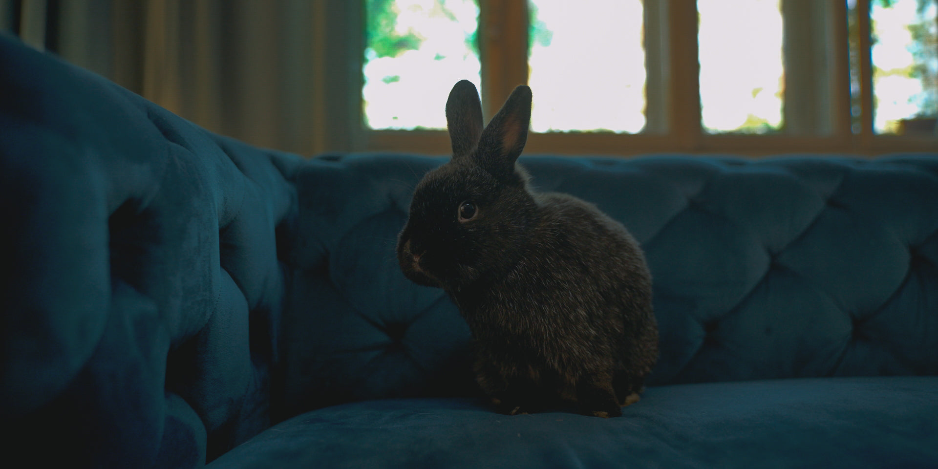 Rotweinmund Filmstill Hase